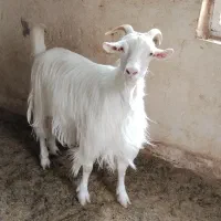 بز-بره ماده