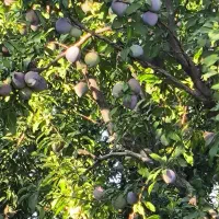 اجاره الو کلفرنیا