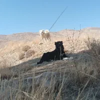 ....