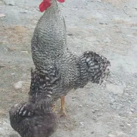 خروس آمروک اصیل