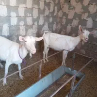 بزسانن