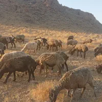 فروش سی راس میش ده راس بره دار.