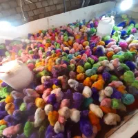 جوجه رنگی و خروسک