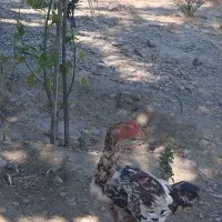 مرغ و خروس