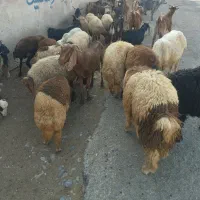 گوسفند زنده