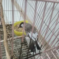 قناری بخون بعدتماس
