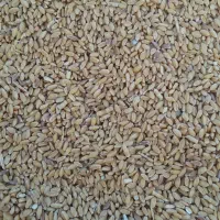 گندم تمیز