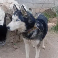 باسلام معاوضه سگ هاسک باسگ گله