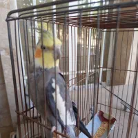 عروس هلندی،سالم وزرنگ ،سرحال