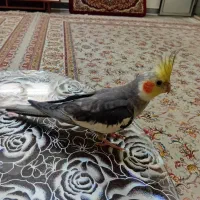 گمشده