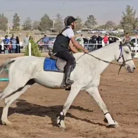 اسب نریان دوخون پرشی