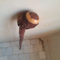 عصا.دوا