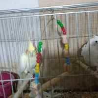 جفت و تک عروس هلندی