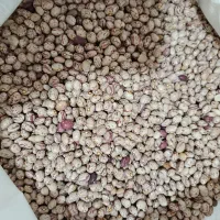 لوبیا چیتی درجه 1