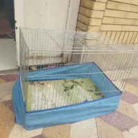 قفس. قناری