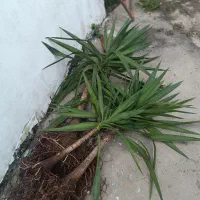 گل یوکا تنه دار