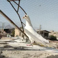 نر سفید گوئک و کلاغ گوئک دم سفید