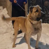 سرابی اصیل جهت جفت گیری