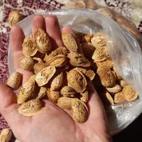 بادام،عدس،بلغور(برویش)