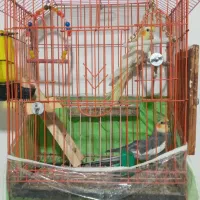 پرنده عروس هلندی نر وماده .