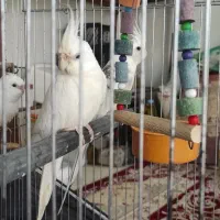 آلبینو مولد کارداده