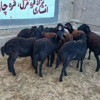 بره ماده ی قره قزل لخت پای قوچ