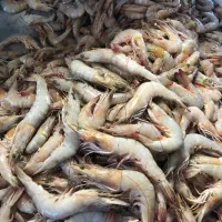 میگو و ماهی تازه جنوب