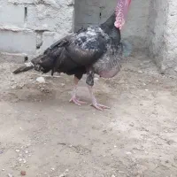 فروش بوقلمون
