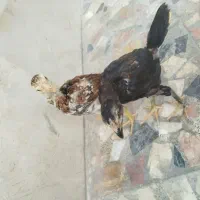 جوجه لاری اصیل