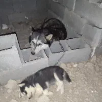 هاسکی ماده تنها