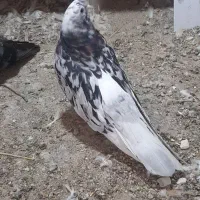 نر هفت رنگ سرور