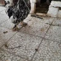 خروس لهستانی
