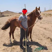 اسب وتجهیزات سوارکاری