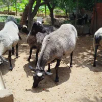 فروش گوسفند رومانف