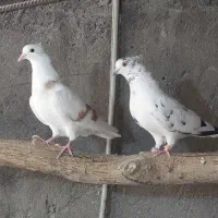 کفتر یا کبوتر