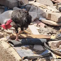 حیولن مزرعه خروس گردن لخت