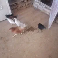 مرغ و خروس