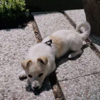 سگ فیندو شش ماهه