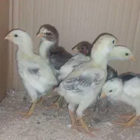 جوجه لاری