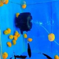 ماهی و آکواریوم خلیج فارس