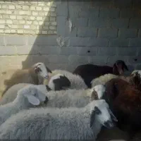 بره زنده و گوشت هم موجود میباشد