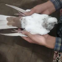 کفتر|پرنده|قم, شهر قائم|دیوار