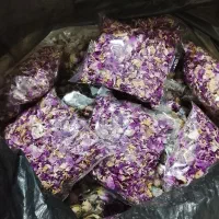گل محمدی