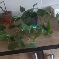 گلهای خانگی سبز