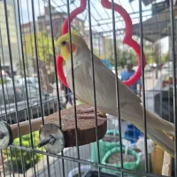 عروس هلندی با قفس