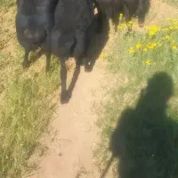میش قزل جوان اصیل بابره