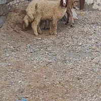 گوسفند وبره