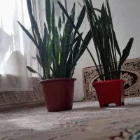 دوعدد گل بسیار زیبا ترو تمیز