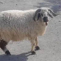 یک‌عدد‌قوچ‌فروشی‌در‌روستای‌مرنگ