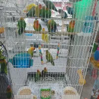 فروش انواع برزیلی در همه رنگ سخنگو دستی